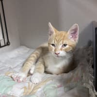 Photo of Crumpet