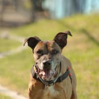Photo of Diesel