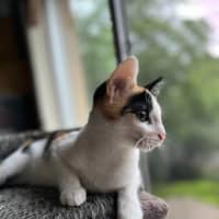 Photo of Calico   Trixie