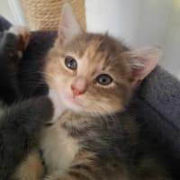 Photo of Twix