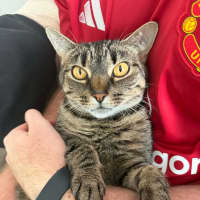 Photo of Dolly   In Foster Care In South Yarra