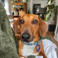 Photo of Happy   2 Year Old Dachshund X