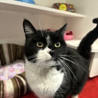 Photo of Oreo