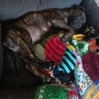 Photo of Louie (Previously Duke)