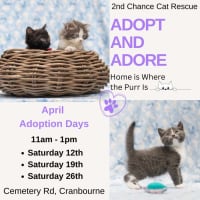 Photo of Leto **2nd Chance Cat Rescue**