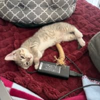 Photo of Black Pearl