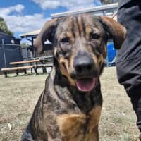 Photo of Buster (Boss)