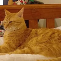 Photo of Leo