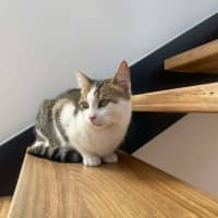 Photo of Miso   In Foster Care In Macleod