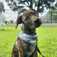 Photo of Missy   3 Month Old Bull Arab X