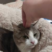 Photo of Mochi