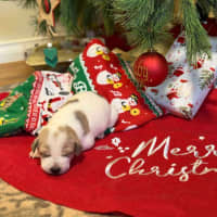 Photo of Dodge