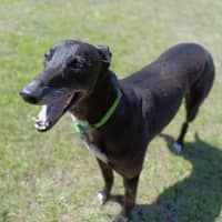 Photo of Coral (Eilish)