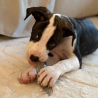 Photo of Chicken Pot Pie