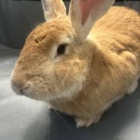 Photo of Caramel