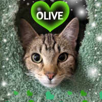 Photo of Olive