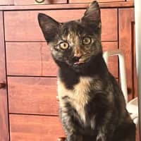 Photo of Dara   In Foster Care In Brunswick