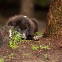 Photo of Daisy (Dipsy)