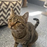 Photo of Penny