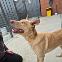 Photo of Trooper! 🦺