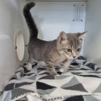 Photo of Gidget