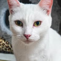 Photo of Indigo