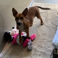 Photo of Cyrus (8911)