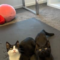 Photo of Peanut & Pickle