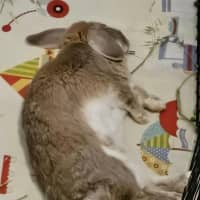 Photo of Celia / Ginger / Bonnie