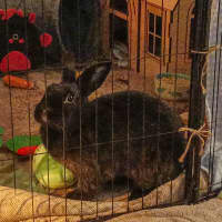 Photo of Dutchess