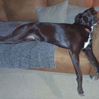 Photo of Kora