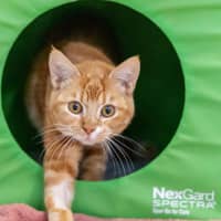 Photo of Carrot Cake