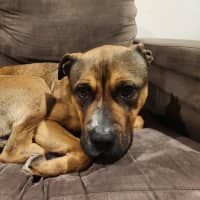Photo of Dougie   2yo Bullmastiff X (Adopted 22/9/25)