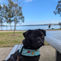 Photo of Buttons   4 Year Old French Bulldog X Pug