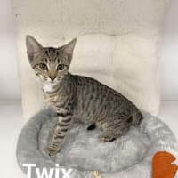 Photo of Twix