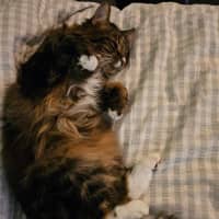 Photo of Nugget & Bellatrix 