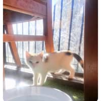 Photo of Flame ❣️*9 Lives Project Rescue*