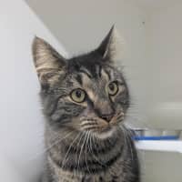 Photo of 🩵 Kovu 6979 🩵