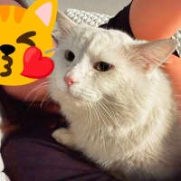 Photo of Bojangles