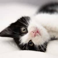 Photo of Button