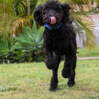 Photo of Stanley   6 Month Old Poodle (Hold)