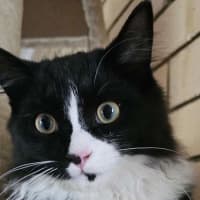 Photo of Tommy