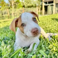 Photo of Reggie/Jingle