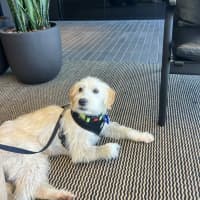 Photo of Comet   1 Year Old Maltese X Poodle