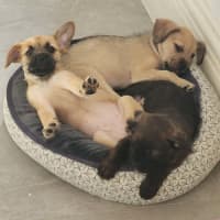 Photo of Pokemon Puppies