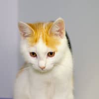 Photo of Abu