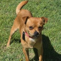 Photo of Boots 