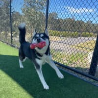 Photo of Charlotte Imp 1544