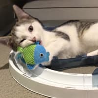 Photo of Chester