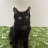 Photo of Bean